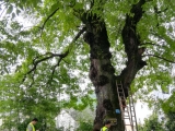 點將科技應(yīng)邀參加廣西柳州市園林局古樹保護檢測復(fù)壯培訓(xùn)會議