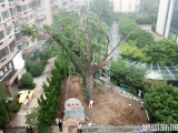 歷經11天等待，“病根”找到了！浮山所古樹體檢報告出爐
