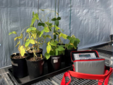 AP4 植物氣孔計(jì)探索兩種耐旱大豆品系的氣孔響應(yīng)