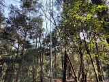 點將科技助力午潮山國家森林公園碳匯智能監(jiān)測