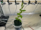 昆蟲電生理實驗——EPG昆蟲刺探電位儀
